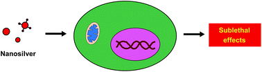 Graphical abstract: Mechanisms of nanosilver-induced toxicological effects: more attention should be paid to its sublethal effects