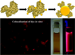 Graphical abstract: Self-assembly and characterization of transferrin–gold nanoconstructs and their interaction with bio-interfaces