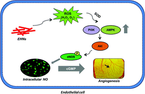 Graphical abstract: Investigation of molecular mechanisms and regulatory pathways of pro-angiogenic nanorods