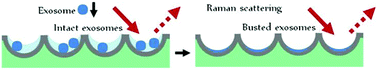 Graphical abstract: 3D plasmonic nanobowl platform for the study of exosomes in solution