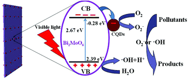 Graphical abstract: The synergistic role of carbon quantum dots for the improved photocatalytic performance of Bi2MoO6