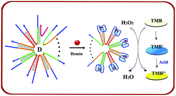 Graphical abstract: MicroRNA-triggered, cascaded and catalytic self-assembly of functional “DNAzyme ferris wheel” nanostructures for highly sensitive colorimetric detection of cancer cells