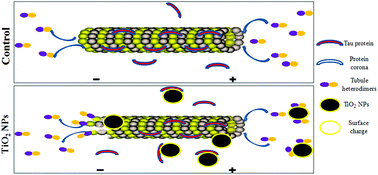 Graphical abstract: Titanium dioxide nanoparticles alter cellular morphology via disturbing the microtubule dynamics