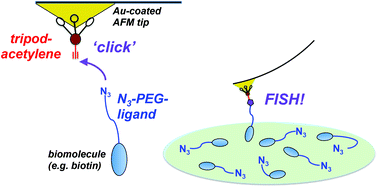 Graphical abstract: Versatile method for AFM-tip functionalization with biomolecules: fishing a ligand by means of an in situ click reaction