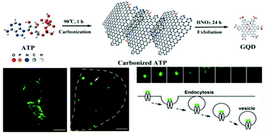 Graphical abstract: Nitrogen and phosphorus co-doped graphene quantum dots: synthesis from adenosine triphosphate, optical properties, and cellular imaging