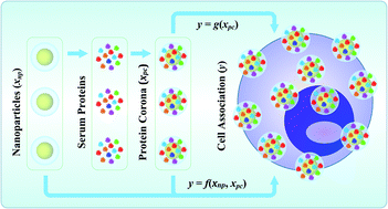 Graphical abstract: Prediction of nanoparticles-cell association based on corona proteins and physicochemical properties