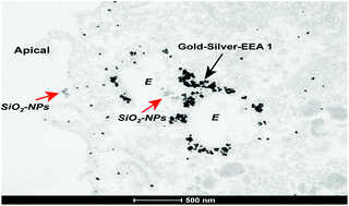 Graphical abstract: Immunogold labeling reveals subcellular localisation of silica nanoparticles in a human blood–brain barrier model