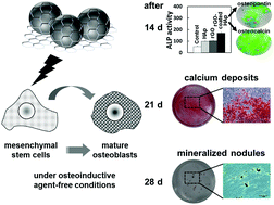 Graphical abstract: Reduced graphene oxide-coated hydroxyapatite composites stimulate spontaneous osteogenic differentiation of human mesenchymal stem cells