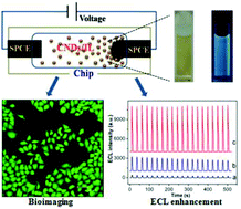 Graphical abstract: Chip-based generation of carbon nanodots via electrochemical oxidation of screen printed carbon electrodes and the applications for efficient cell imaging and electrochemiluminescence enhancement