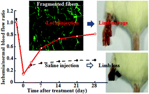 Graphical abstract: Therapeutic angiogenesis in ischemic muscles after local injection of fragmented fibers with loaded traditional Chinese medicine