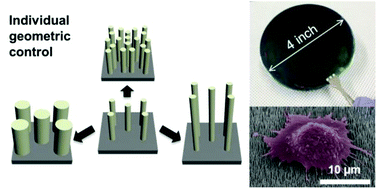 Graphical abstract: Polyelectrolyte multilayer-assisted fabrication of non-periodic silicon nanocolumn substrates for cellular interface applications
