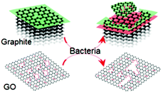 Graphical abstract: Oxidation and degradation of graphitic materials by naphthalene-degrading bacteria