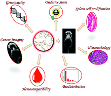 Graphical abstract: Characterizing the biocompatibility and tumor-imaging capability of Cu2S nanocrystals in vivo