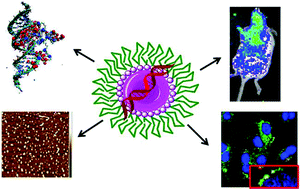 Graphical abstract: A galactose-functionalized dendritic siRNA-nanovector to potentiate hepatitis C inhibition in liver cells