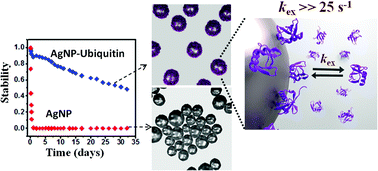 Graphical abstract: An ultrastable conjugate of silver nanoparticles and protein formed through weak interactions