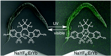 Graphical abstract: Two-colour fluorescent imaging in organisms using self-assembled nano-systems of upconverting nanoparticles and molecular switches