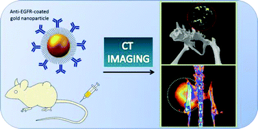 Graphical abstract: A challenge for theranostics: is the optimal particle for therapy also optimal for diagnostics?