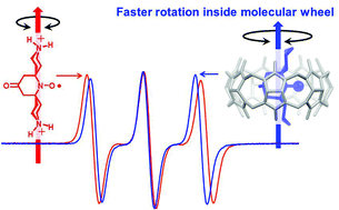 Graphical abstract: High binding yet accelerated guest rotation within a cucurbit[7]uril complex. Toward paramagnetic gyroscopes and rolling nanomachines