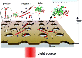 Graphical abstract: Electrofocusing-enhanced localized surface plasmon resonance biosensors