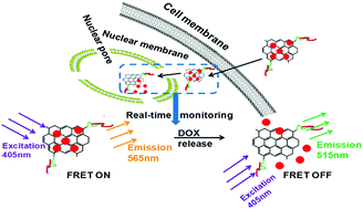 Graphical abstract: A graphene quantum dot-based FRET system for nuclear-targeted and real-time monitoring of drug delivery