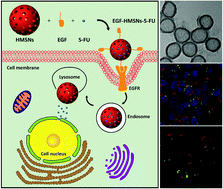 Graphical abstract: Overcoming acquired drug resistance in colorectal cancer cells by targeted delivery of 5-FU with EGF grafted hollow mesoporous silica nanoparticles