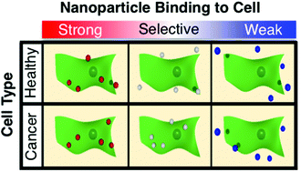 Graphical abstract: Computational design of nanoparticle drug delivery systems for selective targeting