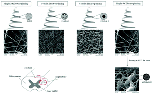 Graphical abstract: A biocompatibility study of new nanofibrous scaffolds for nervous system regeneration