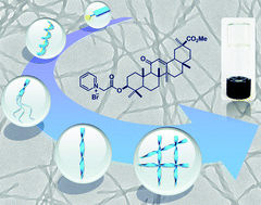 Graphical abstract: Supramolecular helical nanofibers assembled from a pyridinium-functionalized methyl glycyrrhetate amphiphile