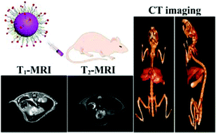Graphical abstract: An ultrasmall and metabolizable PEGylated NaGdF4:Dy nanoprobe for high-performance T1/T2-weighted MR and CT multimodal imaging