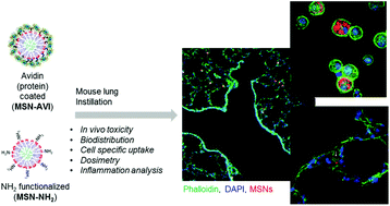 Graphical abstract: Applicability of avidin protein coated mesoporous silica nanoparticles as drug carriers in the lung