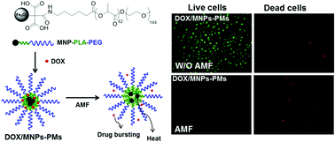 Graphical abstract: Magnetic nanoparticle-conjugated polymeric micelles for combined hyperthermia and chemotherapy