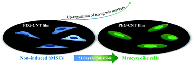 Graphical abstract: Spontaneous and specific myogenic differentiation of human mesenchymal stem cells on polyethylene glycol-linked multi-walled carbon nanotube films for skeletal muscle engineering
