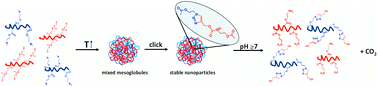 Graphical abstract: Degradable polymeric nanoparticles by aggregation of thermoresponsive polymers and “click” chemistry