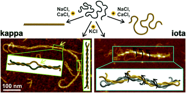 Graphical abstract: Supramolecular chiral self-assembly and supercoiling behavior of carrageenans at varying salt conditions