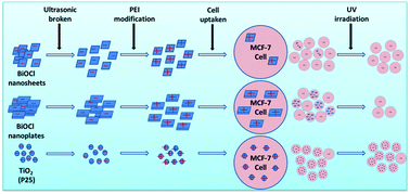 Graphical abstract: Layered bismuth oxyhalide nanomaterials for highly efficient tumor photodynamic therapy