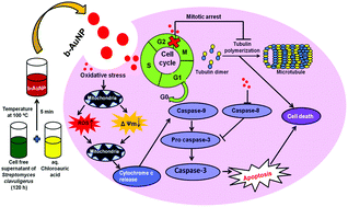 Graphical abstract: Green synthesis of bacterial mediated anti-proliferative gold nanoparticles: inducing mitotic arrest (G2/M phase) and apoptosis (intrinsic pathway)