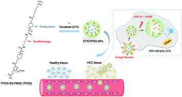 Graphical abstract: Tumor pHe-triggered charge-reversal and redox-responsive nanoparticles for docetaxel delivery in hepatocellular carcinoma treatment