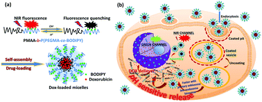 Graphical abstract: Self-assembly of BODIPY based pH-sensitive near-infrared polymeric micelles for drug controlled delivery and fluorescence imaging applications