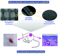 Graphical abstract: Hierarchically micro-patterned nanofibrous scaffolds with a nanosized bio-glass surface for accelerating wound healing