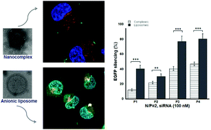 Graphical abstract: Surface coating of siRNA–peptidomimetic nano-self-assemblies with anionic lipid bilayers: enhanced gene silencing and reduced adverse effects in vitro