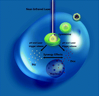 Graphical abstract: Smart micelle@polydopamine core–shell nanoparticles for highly effective chemo–photothermal combination therapy