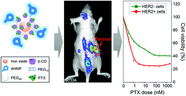 Graphical abstract: Anti-HER2/neu peptide-conjugated iron oxide nanoparticles for targeted delivery of paclitaxel to breast cancer cells