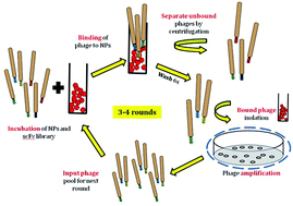 Graphical abstract: Development and characterization of antibody reagents for detecting nanoparticles