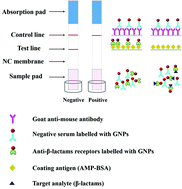 Graphical abstract: A gold immunochromatographic assay for the rapid and simultaneous detection of fifteen β-lactams