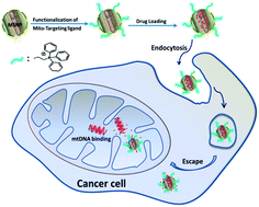 Graphical abstract: Targeted delivery of doxorubicin to mitochondria using mesoporous silica nanoparticle nanocarriers