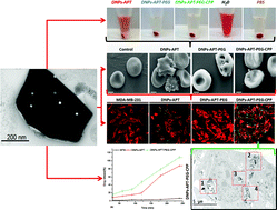 Graphical abstract: Surface bioengineering of diatomite based nanovectors for efficient intracellular uptake and drug delivery