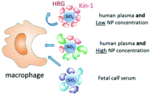 Graphical abstract: The functional dissection of the plasma corona of SiO2-NPs spots histidine rich glycoprotein as a major player able to hamper nanoparticle capture by macrophages