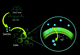 Graphical abstract: Germanium-doped carbon dots as a new type of fluorescent probe for visualizing the dynamic invasions of mercury(ii) ions into cancer cells