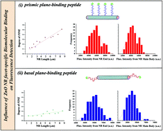 Graphical abstract: Effects of crystallographic facet-specific peptide adsorption along single ZnO nanorods on the characteristic fluorescence intensification on nanorod ends (FINE) phenomenon