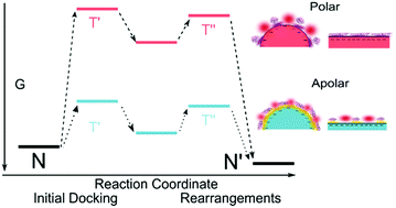 Graphical abstract: Size and surface chemistry of nanoparticles lead to a variant behavior in the unfolding dynamics of human carbonic anhydrase